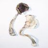 Albino A+ Magic Mushrooms - Buy Magic Mushrooms Canada