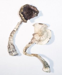 Albino A+ Magic Mushrooms - Buy Magic Mushrooms Canada