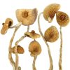 Golden Teacher Mushrooms - The Golden Teacher Canada - Psilocybin mushroom