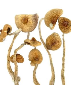Golden Teacher Mushrooms - The Golden Teacher Canada - Psilocybin mushroom