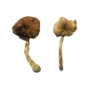 Lizard King Mushrooms - Mushrooms Canada - Lizard King Psilocybin Mushroom