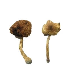 Lizard King Mushrooms - Mushrooms Canada - Lizard King Psilocybin Mushroom