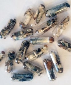 MicroMushrooms Online - mushrooms - Microdosing Psychedelics