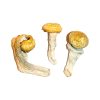 Penis Envy Mushrooms - Buy Shrooms In Calgary - Buy Magic Mushrooms