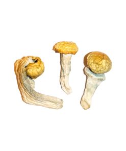 Penis Envy Mushrooms - Buy Shrooms In Calgary - Buy Magic Mushrooms